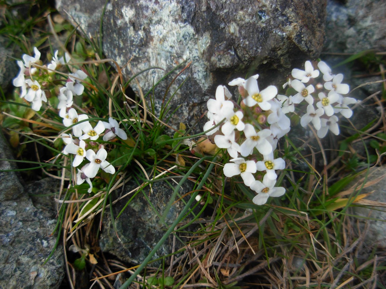 Jonopsidium savianum / Bivonea di Savi